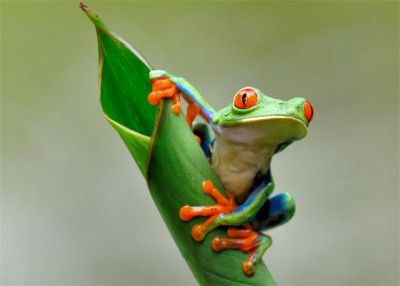 Красноглазая квакша (Agalychnis callidryas)